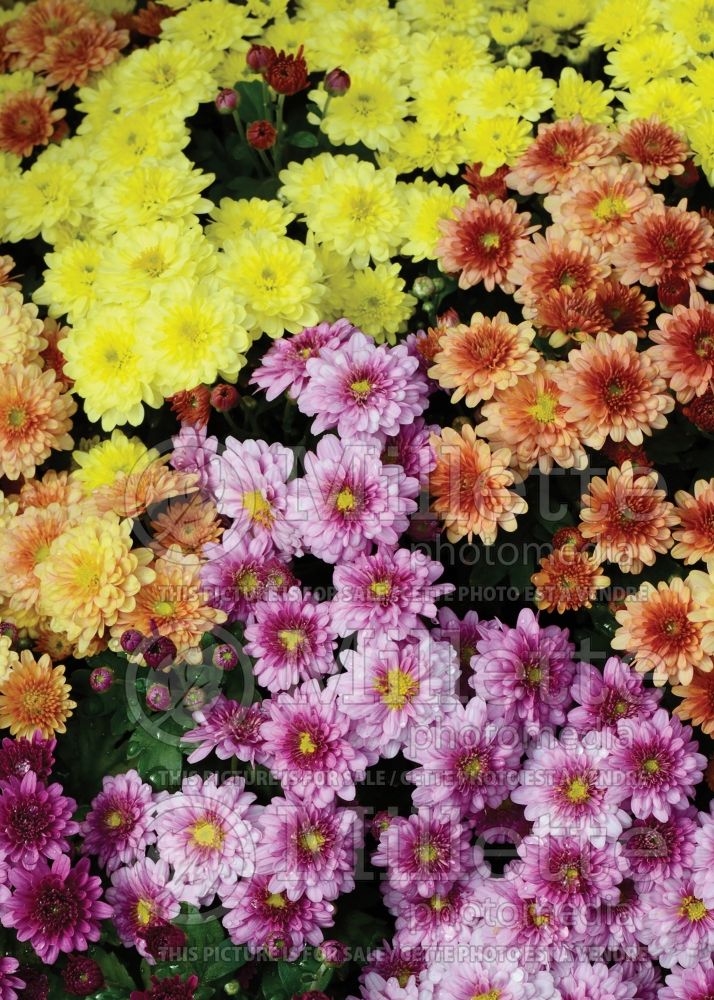 Chrysanthemum morifolium (mums or chrysanths) 3 