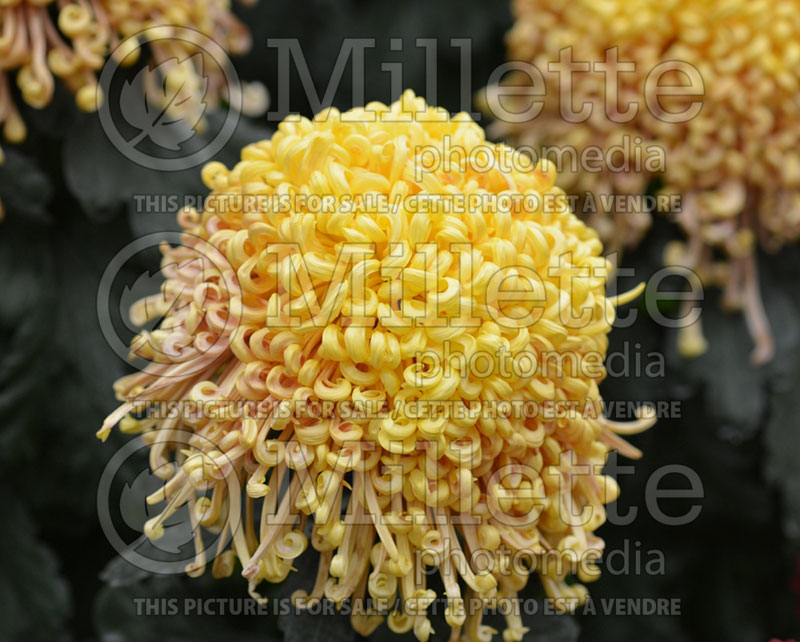 Chrysanthemum Dusky Queen (Spider Mum) 1 