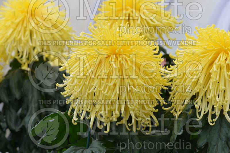 Chrysanthemum Golden Splendor (Spider Mum) 1 