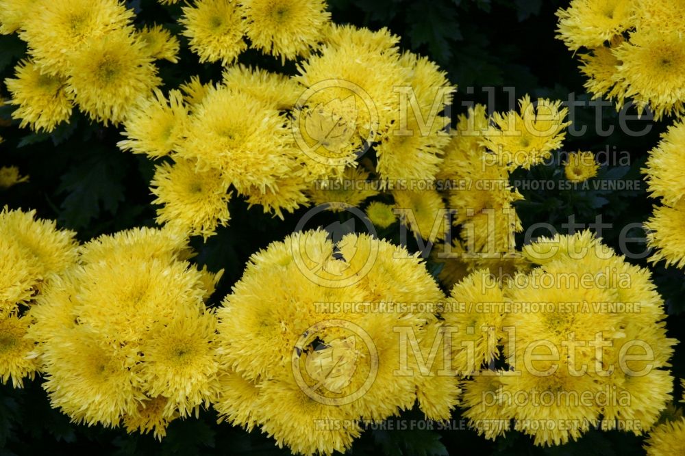 Chrysanthemum Jackstraw (Garden Mum) 1