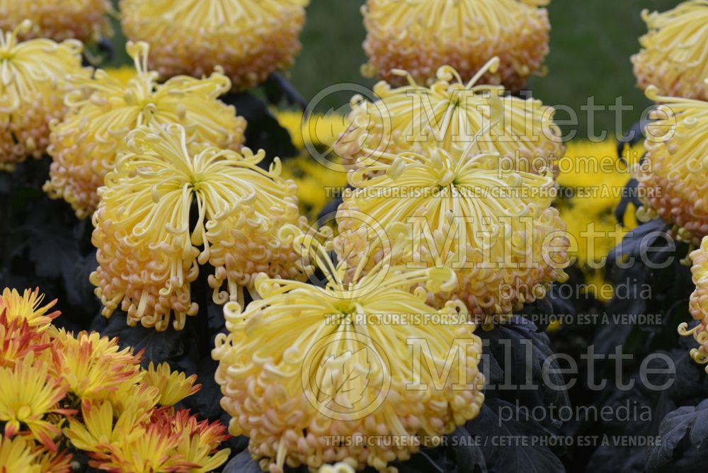 Chrysanthemum Lava (Spider Mum) 1 