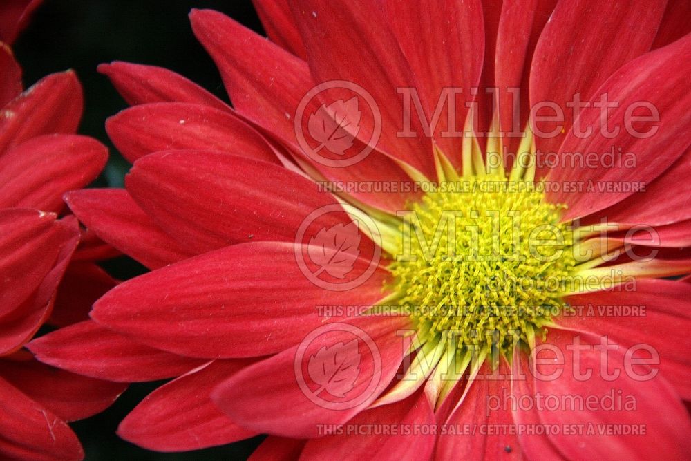 Chrysanthemum Red Auburn (Garden Mum) 2