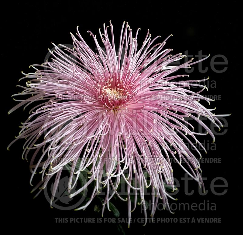 Chrysanthemum Pink Splendor (Garden Mum) 2 