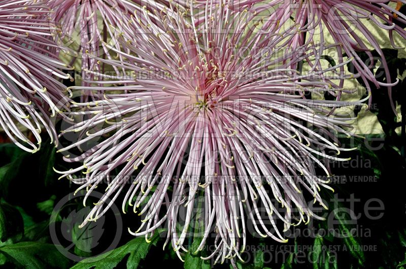 Chrysanthemum Pink Splendor (Garden Mum)  1