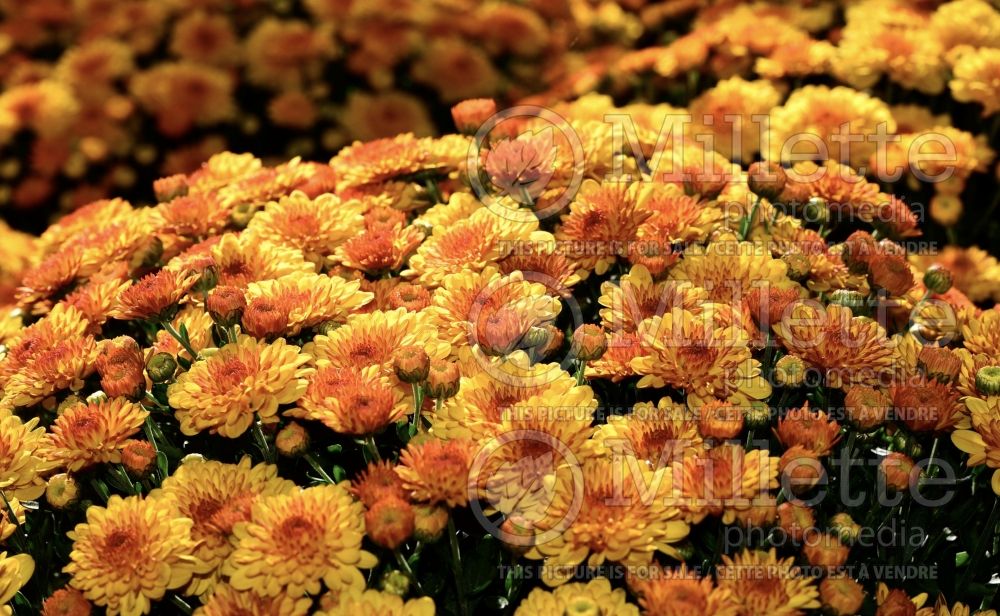 Chrysanthemum Pop Eye Orange (Garden Mum) 1