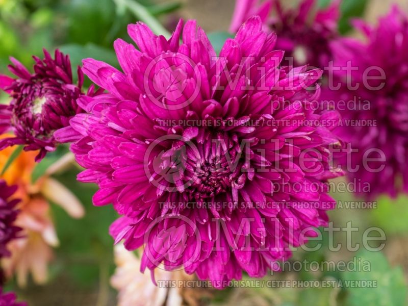 Chrysanthemum Purple Waters (Spider Mum) 1 