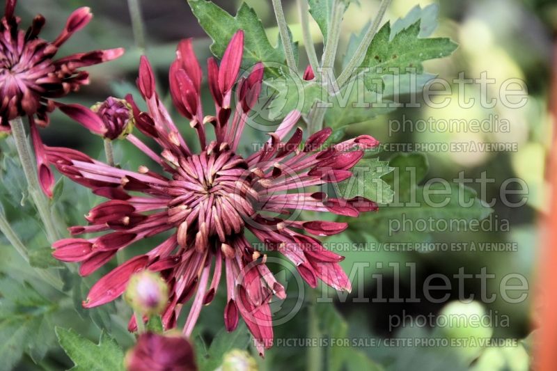 Chrysanthemum Red Carousel (Garden Mum) 1 