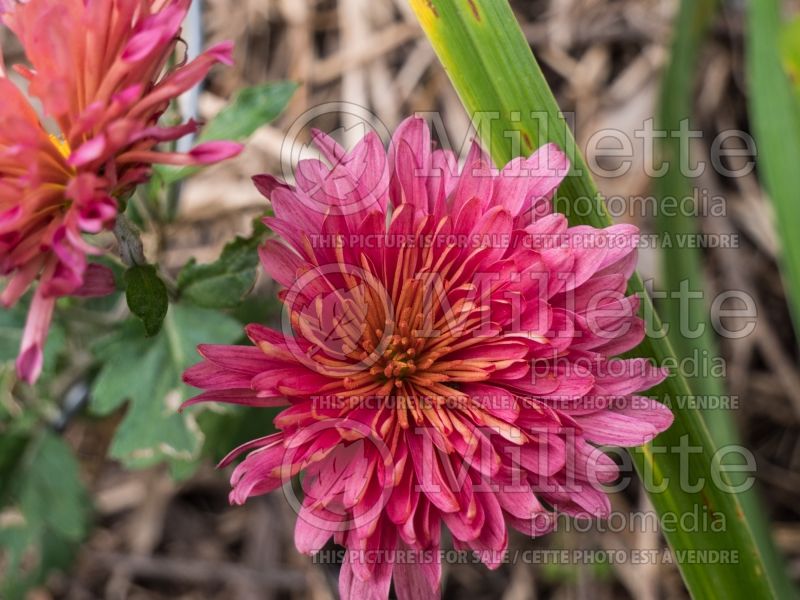 Chrysanthemum Rose Blush (Garden Mum) 1