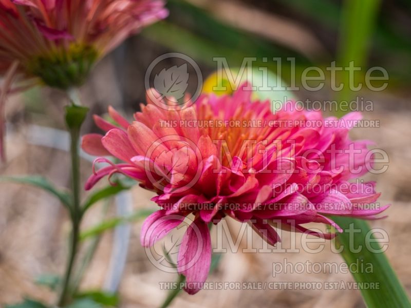 Chrysanthemum Rose Blush (Garden Mum) 2