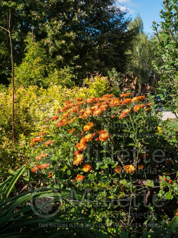 Chrysanthemum Autumn Bronze (Garden Mum) 1 