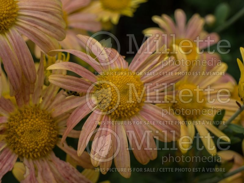 Chrysanthemum Mary Stoker (Garden Mum) 2 