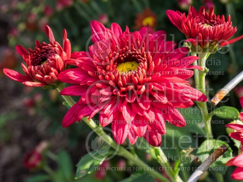 Chrysanthemum Sashay (Garden Mum daisy) 1 