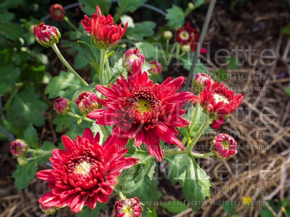 Chrysanthemum Sashay (Garden Mum daisy) 3 