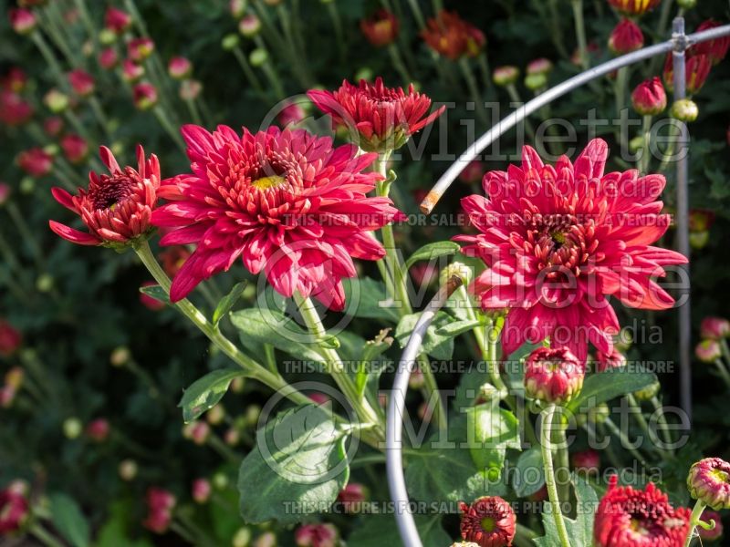 Chrysanthemum Sashay (Garden Mum daisy) 4 