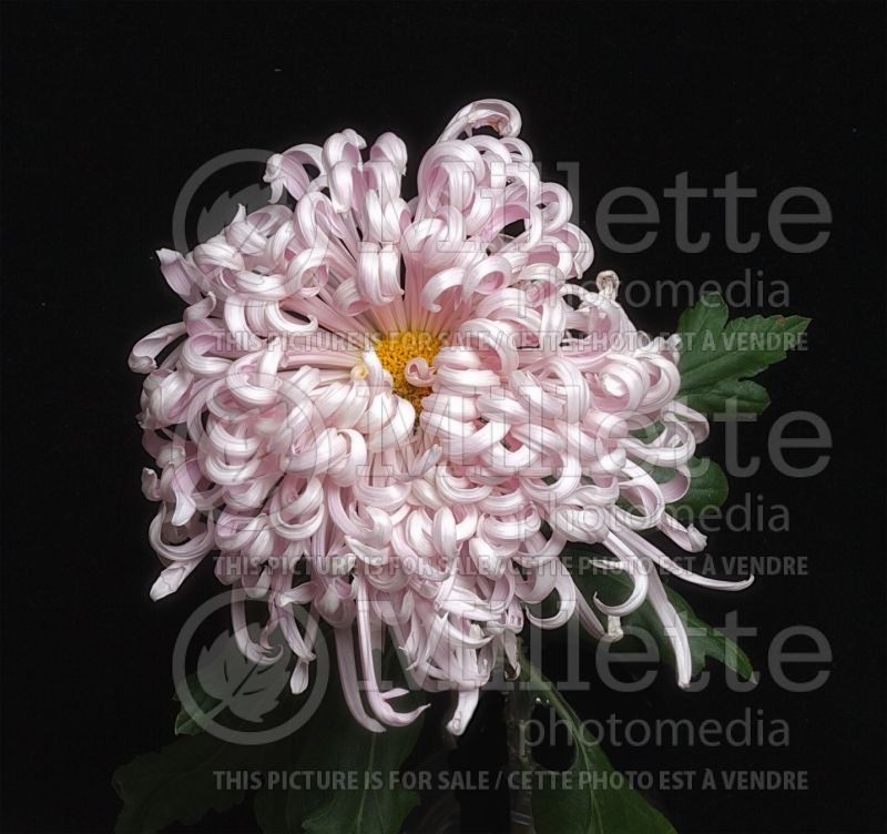 Chrysanthemum Satin Ribbon (Spider Mum) 1 