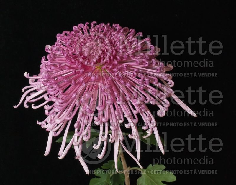 Chrysanthemum Seaton's Galaxy (Garden Mum) 1