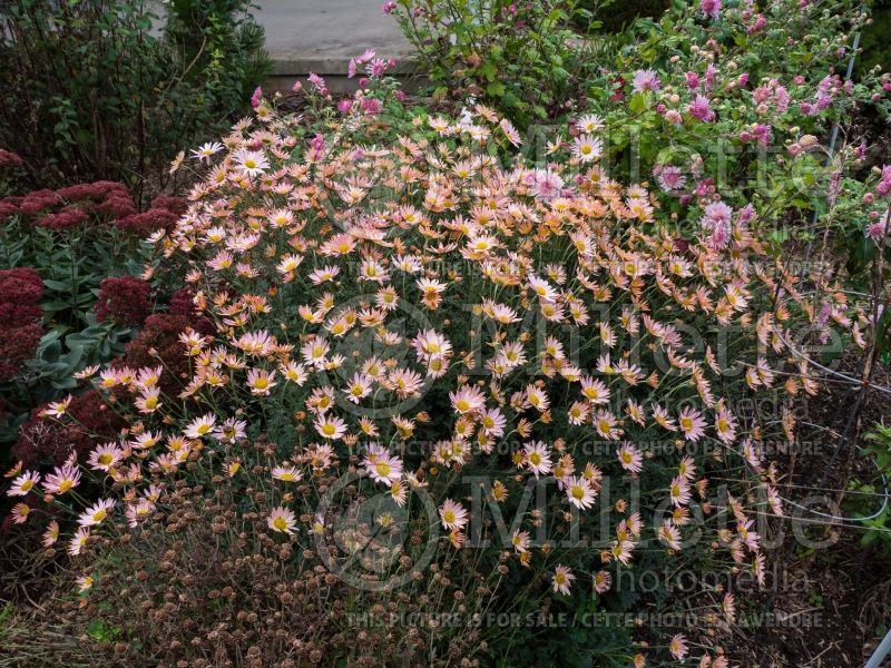 Chrysanthemum Sheffield Pink or Hillside Pink (Garden Mum) 2