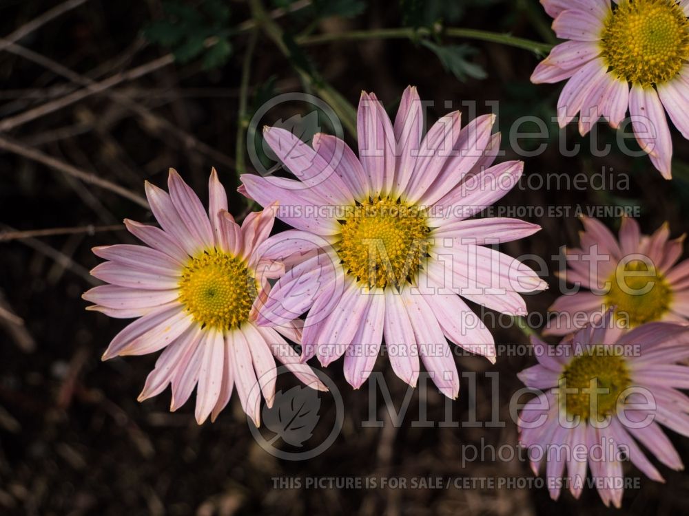 Chrysanthemum Sheffield Pink or Hillside Pink (Garden Mum) 3