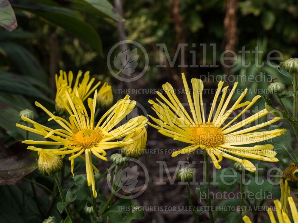 Chrysanthemum Mammoth Yellow Quill (Spider Mum) 3 