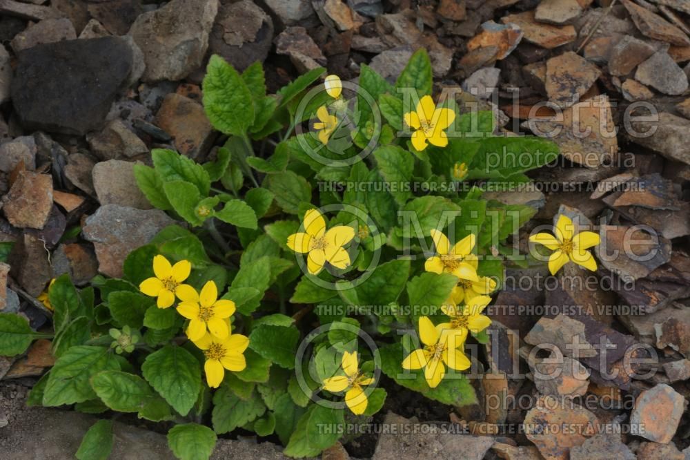 Chrysogonum Allen Blush (Goldenstar, Green and Gold) 1 