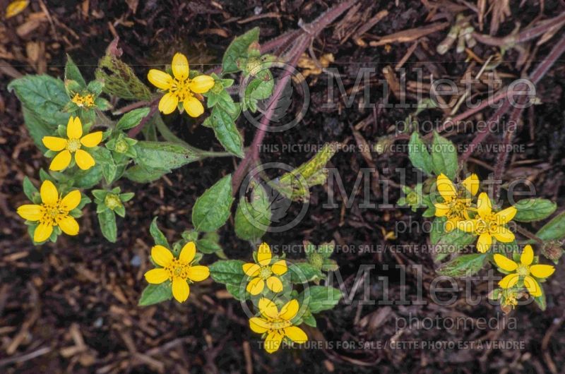 Chrysogonum virginianum (golden knee golden star) 6