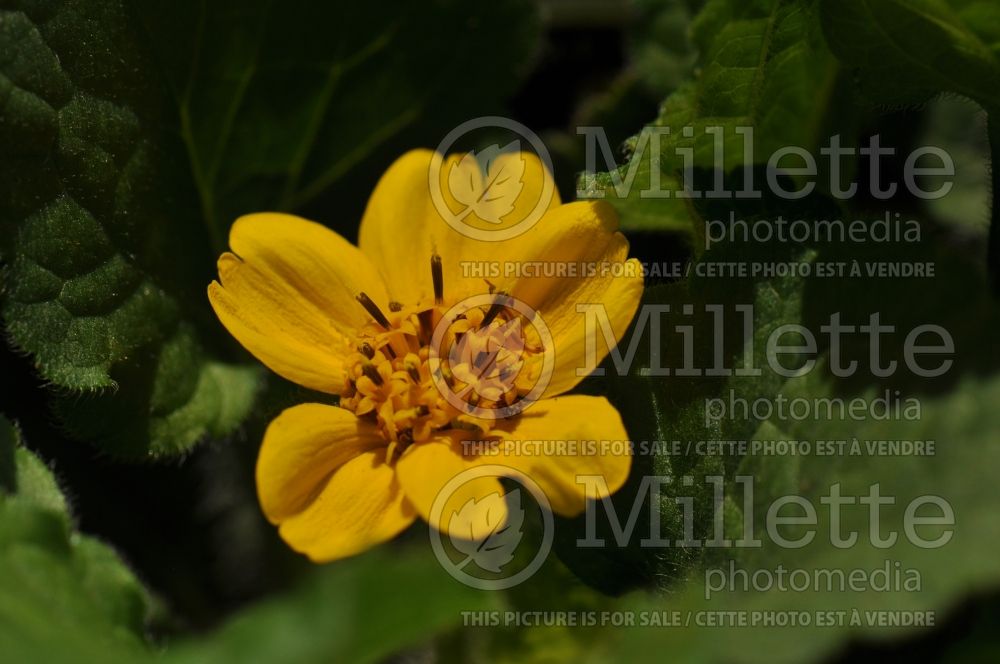 Chrysogonum Pierre (Goldenstar, Green and Gold) 1 