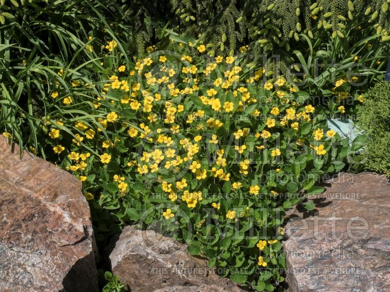 Chrysogonum Superstar (Goldenstar, Green and Gold) 2 