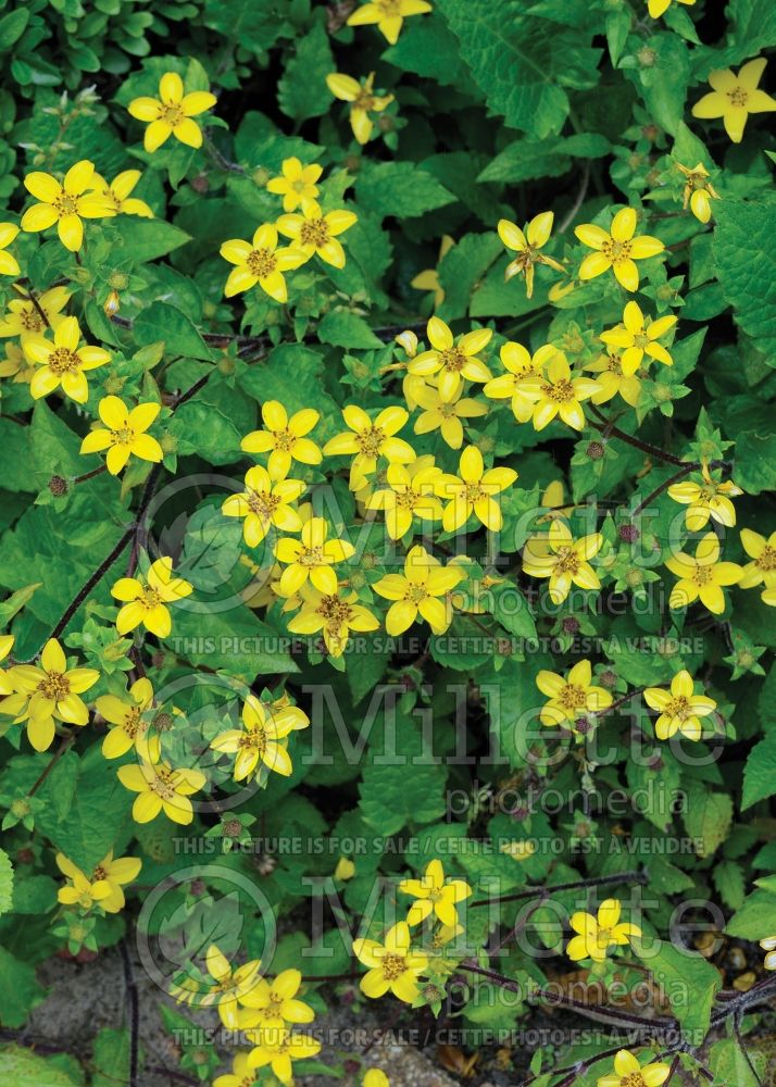 Chrysogonum virginianum (golden knee golden star) 5 