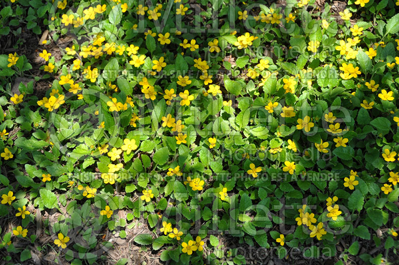 Chrysogonum virginianum (green and gold)