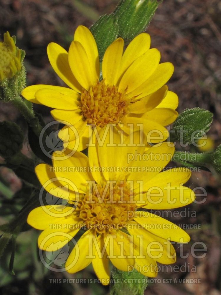 Chrysopsis mariana (Maryland Goldenaster) 1