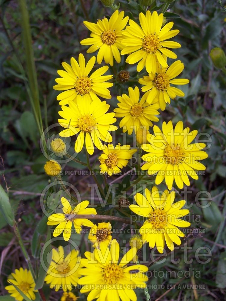 Chrysopsis mariana (Maryland Goldenaster) 2