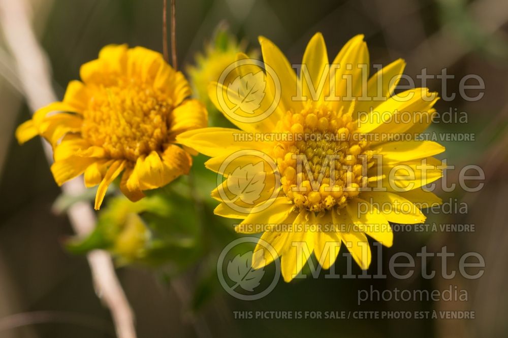 Chrysopsis mariana (Maryland Goldenaster) 3