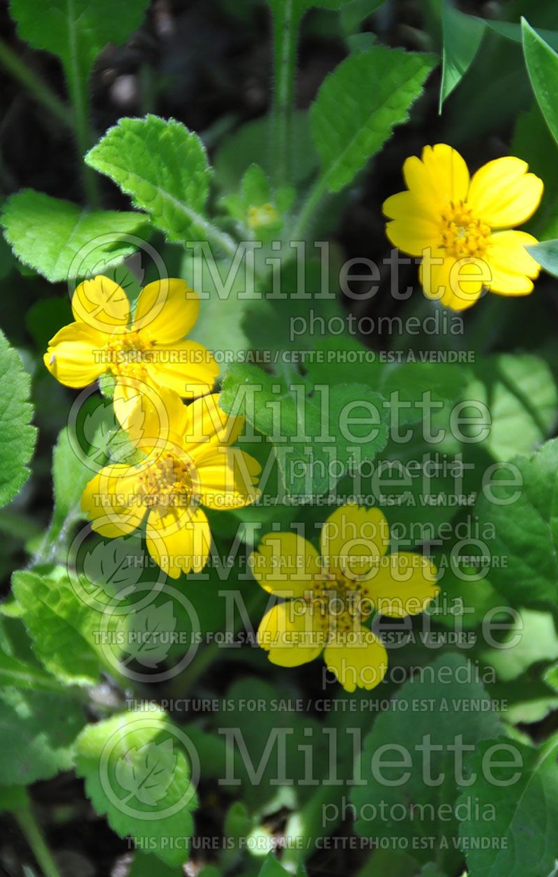 Chrysogonum virginianum (Green-and-Gold) 2