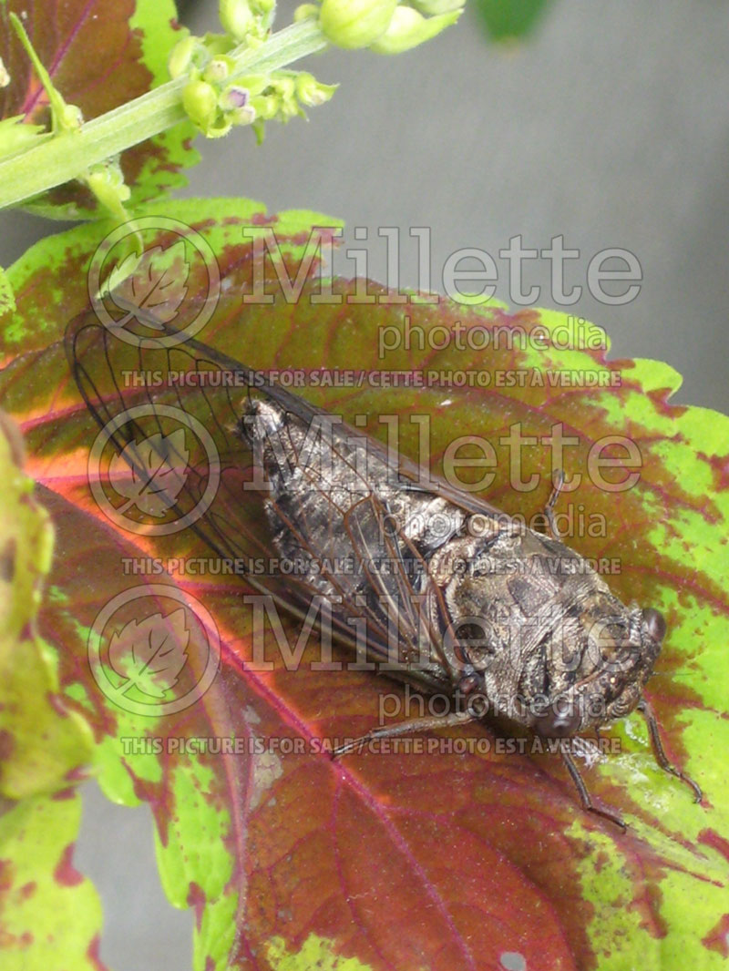 Cicada orni (Cicada insect) 1 