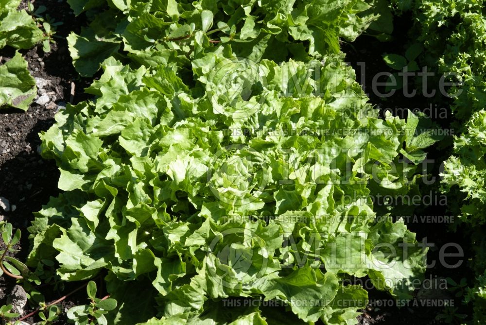 Cichorium endivia latifolium (Scarola Endive lettuce vegetable) 1