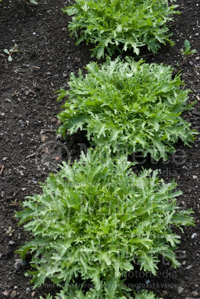 Cichorium Rhodos (Endive lettuce vegetable) 5