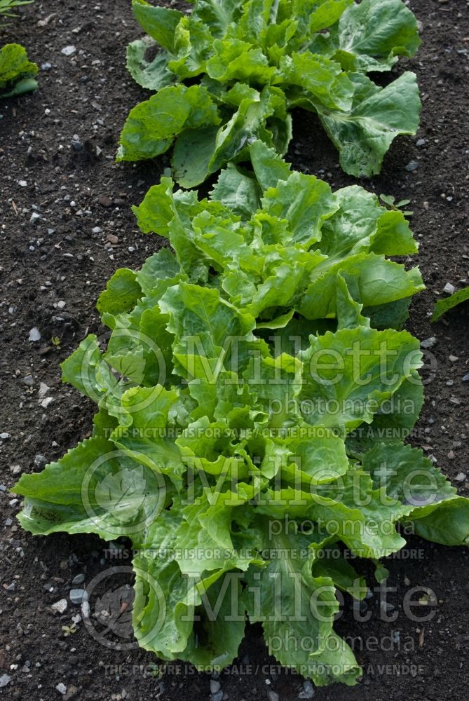 Cichorium Full Heart (Endive lettuce vegetable) 1