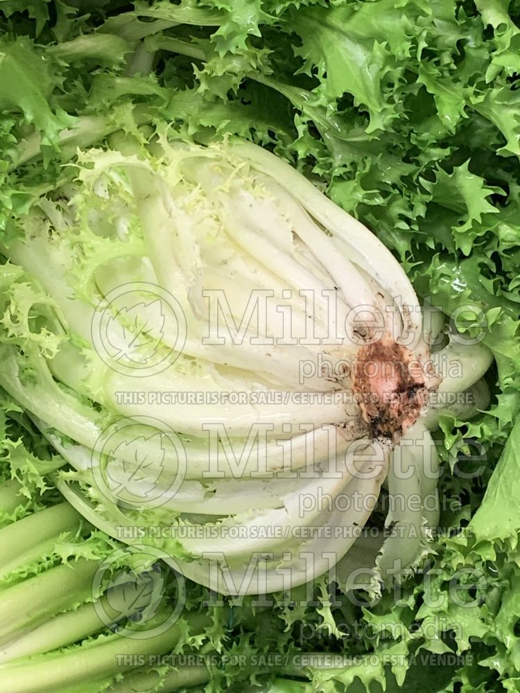 Cichorium endivia (Endive lettuce vegetable) 4