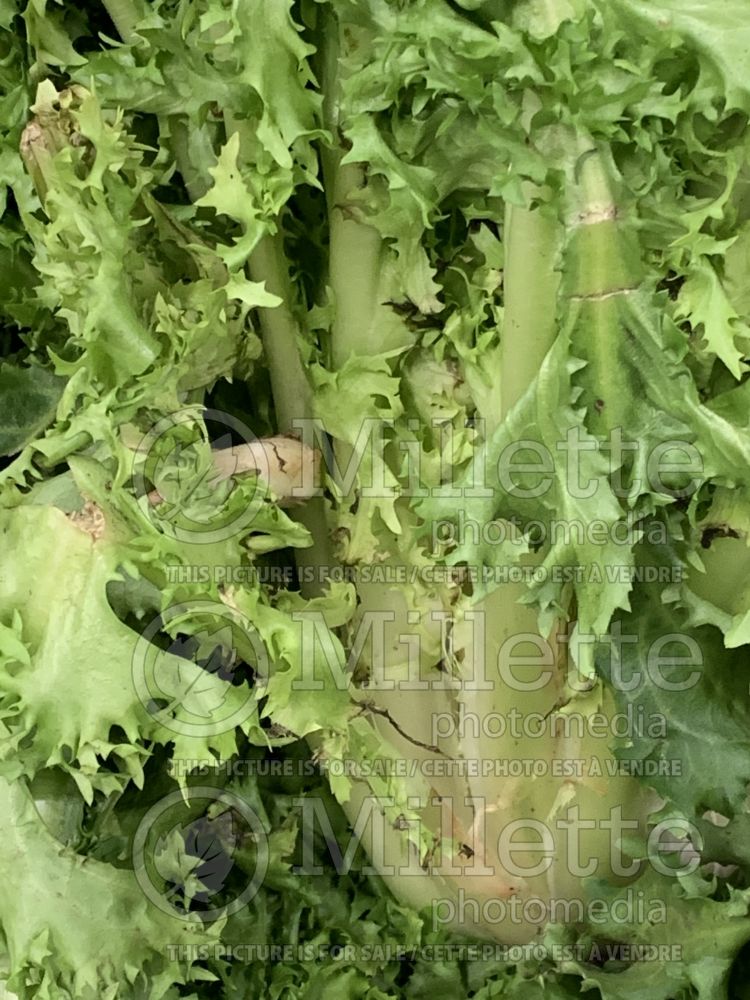 Cichorium endivia (Endive lettuce vegetable) 5