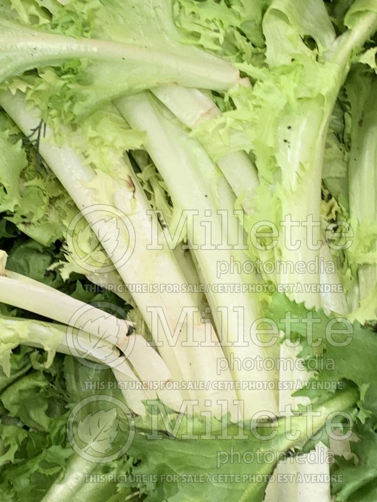 Cichorium endivia (Endive lettuce vegetable) 6