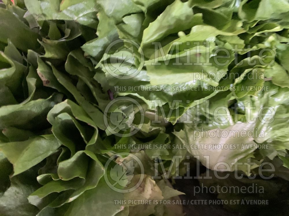 Cichorium endivia (Endive Escarole lettuce vegetable) 3