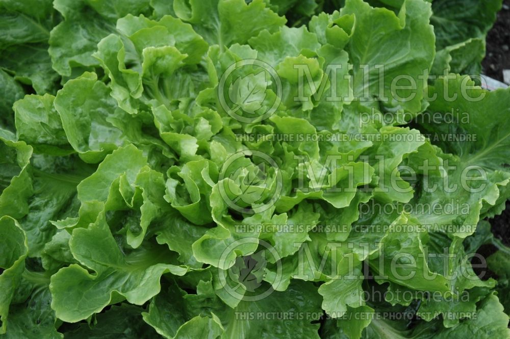 Cichorium Margot (Endive lettuce vegetable) 1