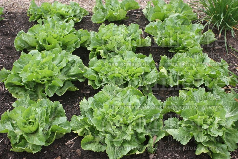 Cichorium Natacha (Endive lettuce vegetable) 1