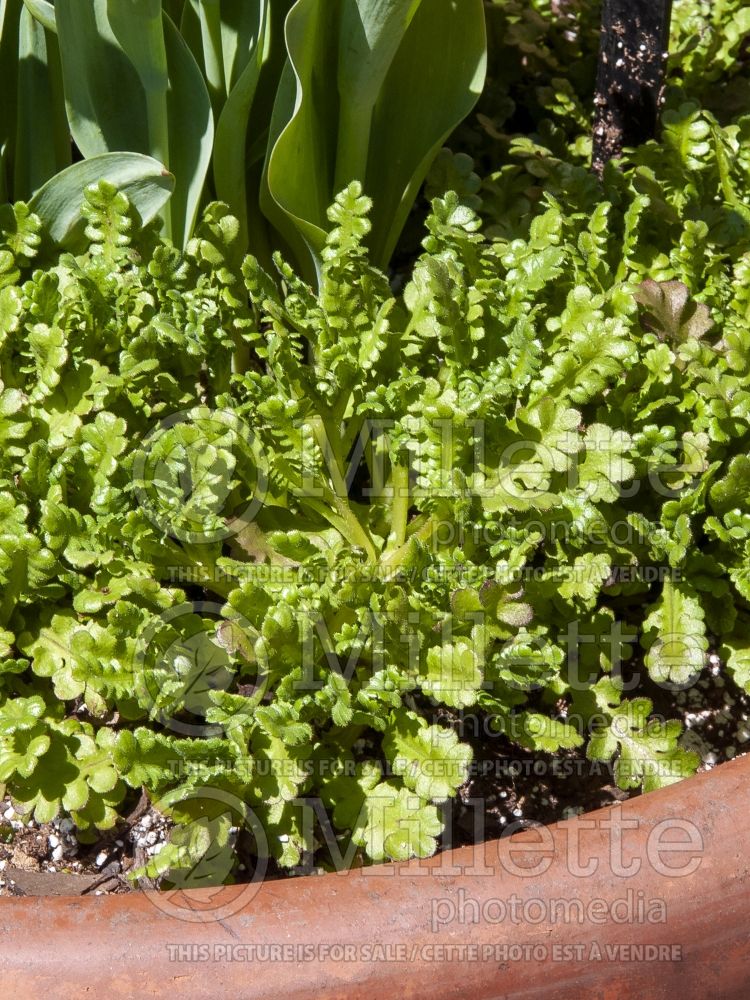 Cichorium Rhodos (Endive lettuce vegetable) 3