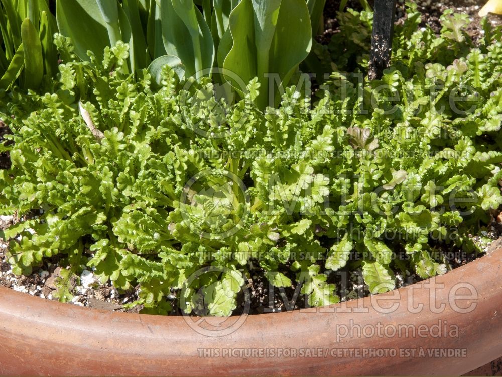 Cichorium Rhodos (Endive lettuce vegetable) 4
