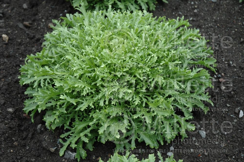 Cichorium Rhodos (Endive lettuce vegetable) 2