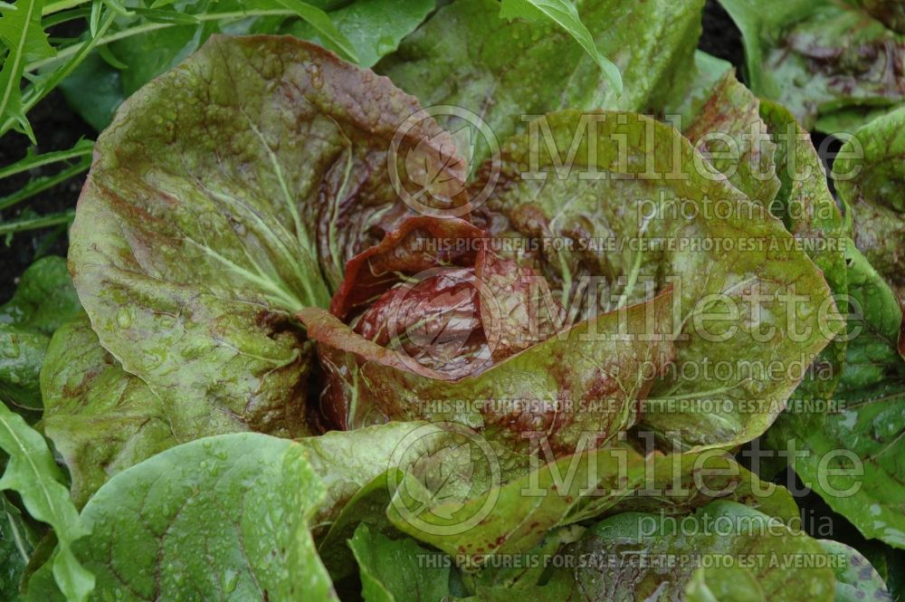 Cichorium Chioggia Red Preco No 1 (Radicchio Chicory lettuce vegetable) 2 