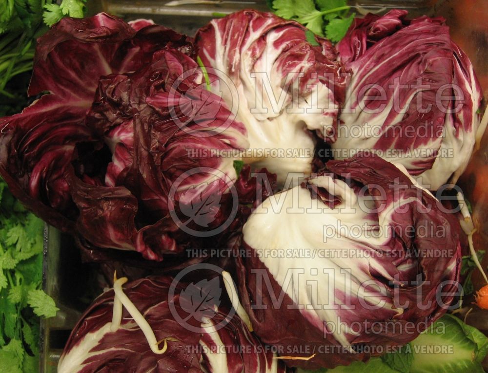 Cichorium intybus var. foliosum (Radicchio vegetable) 4