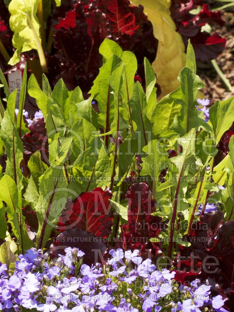 Cichorium Red Rib (chicory lettuce vegetable) 1