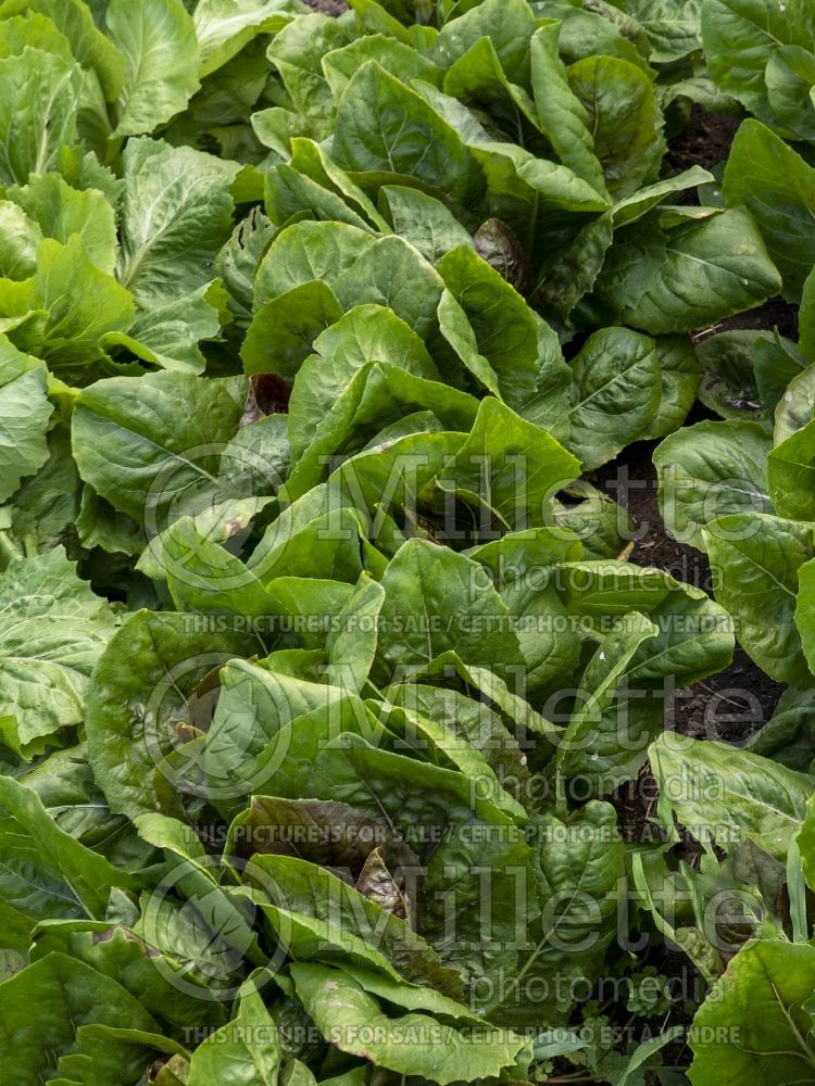 Cichorium Ercole (Radiccio lettuce vegetable) 1